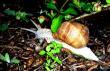 Inspekcja krzew�w "nalewkowych" wypad�a pomy�lnie ;-)