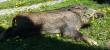 Sezon 2016/2017 rozpocz�ty :) 19-sty dzik na rozk�adzie 07.05.2016