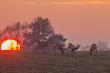 Cieszy�skie Serengeti