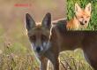 Samiec lisa z rozci�t� warg�.