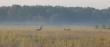 Ch�opaki w  2-gich  g�owach   (6R i 6R ) rozsmakowuj� si� w przymiarkach walki o teren   :-)