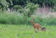 Koza z adoptowan� ba�ancic�. 29-05-2016