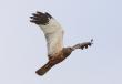 Samiec b�otniaka stawowego.