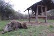 Po strzale przelecia� ok 70 metr�w i spisa� testament przy pa�niku...