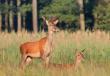 12-06-2016 zwyk�y sz�staczek regularny