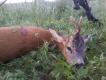 .Kilkana�cie wyjazd�w w �owisko,raz odpu�ci�em bo by� za daleko,raz nie wiem jak ale spud�owa�em go na jakie� 30 krok�w a� wreszcie dzisiaj rano po komorowym strzale kozio�ek spisa� testament.