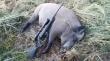 wprawdzie w planach mia� by� kozio� ale jak �w. Hubert darzy to trzeba strzela� - odyniec 82 kg - R8 6,5x55