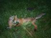 Id�c w stron� ambony us�ysza�em kr�tki odg�os kniazienia. Przystan��em na ��ce pomi�dzy rzepakiem a �ytem. Po kilku minutach w odleg�o�ci ok.150 m ode mnie, wyszed� z rzepaku rudzielec z bezw�adnie zwisaj�c� z pyska tusz� m�odego szaraka, zd�awionego przed kilkoma minutami. Decyzja o strzale by�a natychmiastowa. Nadmieni�, �e wiielokrotnie darowa�em temu rudzielcowi, bo zachowywa� si� bardzo grzecznie, polowa� sobie tylko na myszy,p�azy i ewentualnie ptasi� drobnice.
Kiedy� pewien student napisa� w wypracowaniu, �e "zaj�ce to najdro�sza karma dla lis�w" i my�l�, �e sporo w tym racji.