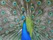 Zdj�cie 131. Przejrza�em zdj�cia z lutego, ale z indyjskich kurak�w udane zdj�cia to tylko kur Bankiwa i paw.