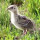 Wielko�ci skowronka 26-06-2016