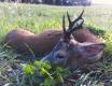 Strzelony przy wschodz�cym s�oneczku. Waga na skupie 22kg i 450 gram na mokro.