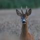 To nasze 3-cie spotkanie zako�czone udan� sesj� fotograficzn�. 26-07-2016