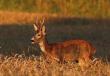 Portretowa�em go wiosn�. Ale nie to wa�ne. Ma wytarty bok z sier�ci.