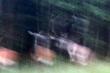 20-08-2016 Pewnie nie powinienem go wrzuca�. Zbyt artystyczne. Ale byk z �aniami w sierpniu. To m�g� by� przypadek bo �anie si� pas�y w jednym miejscu a byk wyszed� z lasu gdy one przechodzi�y. Ale pod��y� ju� z nimi. Inne �anie bez opieki by�y.