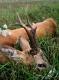 Urlop si� sko�czy� i nadszed� czas sprawdzi� co s�ycha� w �owisku.  Na pocz�tek �w. Hubert obdarowa� mnie rogaczem:-)
 