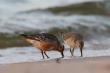 Biegusy rdzawe, Doros�y trac�cy godowe rude upierzenie i m�odociany.