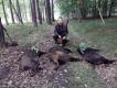 Pierwszy tryplet w karierze �owieckiej.  DARZ B�R 