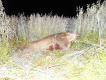 Wp�yw �wiat�a na zdj�cia: oba zrobione w odst�pie kilku sekund, w ko�cu czerwca, o p�nocy. To z lamp� b�yskow� wygl�da jak w czarn� noc, to bez lampy pokazuje, �e to jednak 'bia�a noc' - w rzeczywisto�ci by�o znacznie widniej.