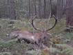 Byk strzelony 08.09.2016 w obw. 235 o godz 6.15. Wiek byka oceniam na ok 7 lat, masa wie�ca 6.5 kg., a tuszy w skupie 145 kg. Nurtuje ,mnie pytanie czy byk jest obustronnie koronny czy mo�e przynajmniej jedna tyka zako�czona jest widlic�. Zdania koleg�w my�liwych s� podzielone, lecz przewa�aj� te �e byk nie jest obustronnie koronny. Zapraszam do dyskusji.