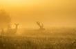Rykowisko powoli dobiega ko�ca :-( to by� naprawd� udany sezon :-)D.B
