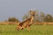Reagowa� na podstawowe komendy,