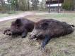 Dublet strzelony na r�ysku po kukurydzy od lewej 135 kg i 103 kg.