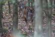 Przesta�y si� odzywa� o 8.00 Jaki� czas p�niej pobeka�em sobie za pomoc� moich naturalnych instrument�w i niespodziewanie przybieg�y dwa m�okosy.