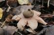 23-10-2016 Trzeba rozszyfrowa� co to za grzyb
25-10-2016 To gwiazdosz by� mo�e rudawy. Pod ochron�