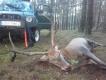Przedwczoraj mu si� uda�o ale dzisiaj ja by�em szybszy.Wiek oko�o 7 lat/123kg/