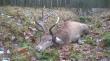  Strzelony w obw.328  w Lip�wce - woj. wielkopolskie (nadle�nictwo Piaski). waga tuszy 95kg, 6 rok �ycia, z�amany tylni badyl                                                                   