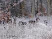 W Fenoskandii opr�cz rdzennych jeleniowatych: �o�, renifer, jele� europejski i sarna europejska �yje i ma si� nie�le introdukowany daniel. W Finlandii dodatkowo jele� bia�oogonowy. Inne gatunki wy��cznie w hodowli zagrodowej, ale zdarzaj� si� zbiegi.
