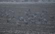 04-02-2017. Us�ysza�em je, ale mg�a g�sta ca�y dzie�. Chcia�em policzy� ile. Wszed�em  na ambon� i przylecia�y do mnie. 225sztuk. Czeka�em a� p�jd� spa� o 17:00 i si� wymkn��em.