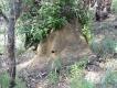 Zdj�cie 28. Termitiera - wida� otwory wentylacyjne - to ca�kiem sprytne zwierz�ta.