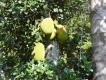 Zdj�cie 31. Bochenkowiec. Owoce s� wielkie - du�o wi�ksze od ludzkiej g�owy, i jadalne.