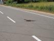 Zdj�cie 37. Obecnie wszystkie gady na Cejlonie s� chronione, ale jak to by�o kiedy�? Ma�e jaszczurki, jak gekon - to zbieractwo. Pozyskanie warana wielko�ci lisa - a s� te� i 2x wi�ksze, to zdecydowanie �owiectwo - s� pono� gro�niejsze od krokodyli tych samych rozmiar�w. A smok-bazyliszek? Pr�bowa� mnie zahipnotyzowa� swoim wzrokiem bazyliszka :-)