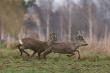 Tydzie� min�� i zmiany w organizacji przestrzennej u saren. Mo�e to te� taka wredna pogoda ale wielkich rudli nie widzia�em za to rewiry ustalone. 18-03-2017