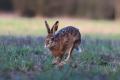 Ponad godzin� na niego czeka�em Przykica� :-)  06-04-2017