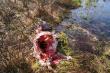 8,04,17r Jad�c przez las zauwa�y�em 8 byk�w w pe�nym biegu w tym �smak z jedn� tyk�,poszed�em sprawdzi� sk�d wysz�y.Taki widok mnie spotka�,wilcza robota.