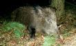 Nowy sezon rozpocz�ty :-)
Tradycyjnie �w. Hubert na pocz�tek podarowa� dziczka.