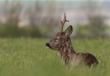 Symbolem tych �wi�t jest te� baranek. Wyruszy�em na poszukiwania.