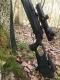 Nowy nabytek pierwszy dzie� w �owisku. Sauer 303 Synchro XT Dualbrake+ Leica Magnus 1-6,3x24 Krzy� L-3D