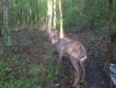 ...kr�tka historia o uratowanym �yciu Rogacza...