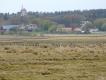 Specjalnie dla pablo~(6 zdj��) Pyta�e� o l�gi bernikli bia�olicych. Nie mog� sfotografowa� piskl�t - bo one l�gn� si� prawie wy��cznie na �achach pomi�dzy grz�zawiskami. To dlatego sa tam ploty - aby krowy nie wchodzi�y w b�oto i nie topi�y si�. Nie ma jak si� do nich zbli�y�, aby zobaczy� g�si�ta. A l�gnie si� ich w mojej okolicy 6-7 tysi�cy par. Jesieni� na tych �achach jest po 100-150 tysi�cy g�si r�nych gatunk�w. Z powodu odleg�o�ci strzelaj� je tam wy��cznie kulami, a gegor jest taki, �e nie s�ysz� pojedynczych strza��w i nie odlatuj�. Ale my�liwi tam poluj�cy zak�adaj� t�umiki, i strzelaj� w ci�gu dnia kilkaset g�si. P�niej zak�adaj� wodery, i sami sobie aportuj�. A bernikle bia�olice maj� w Szwecji dziwny status: s� pod ochron�, ale co roku wydaje si� kilkaset zezwole� na 'odstrza� redukcyjny szkodnik�w', i jako szkodniki s� masowo strzelane.