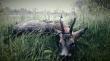 19.05.2017 rogacz obserwowany od ko�ca  lutego. Strzelony rano  z podchodu.Wiek 5- 6 lat. Darz B�r 