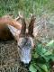 �w. Hubert zn�w si� do mnie u�miechn�� na naszym polnym obwodzie. Wed�ug jednych my�kus, wed�ug innych 10-tak nieregularny wedle CIC. Masa tuszy r�wne 25 kg, wiek 8-9 lat.