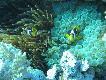 nurkowanie
A to kilka fotkek mniej zwi�zanych z �owiectwem:) Wypad na nurkowanie w "ciep�e kraje"