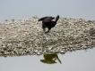 Przez chwil� widzia�em krasne pi�ra, wi�c kormoran po�era chyba krasnopi�r� :-)