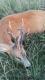 �adny regularny sz�stak w wieku 6 lat o wadze parostk�w 454. Darz B�r