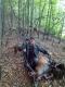 Sezon na byki brat otworzy� z przytupem. DB                     11lat i 144kg waga tuszy. Wieniec ok. 6kg