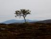 Tundra, biotop pardwy mszarnej. Ostatnia brzoza patrz�c od doliny, albo pierwsza - schodz�c z g�r.